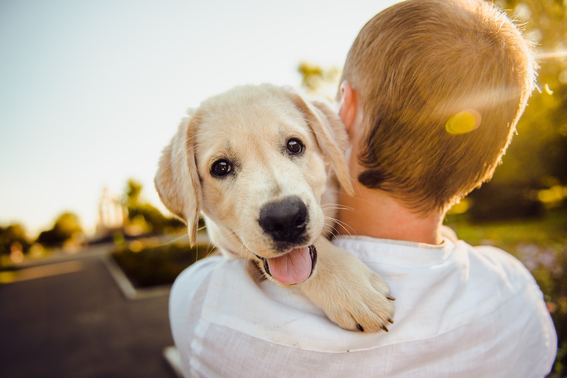 Výchova psa je proces, ktorý si vyžaduje dôslednosť a spoluprácu medzi všetkými členmi rodiny.
