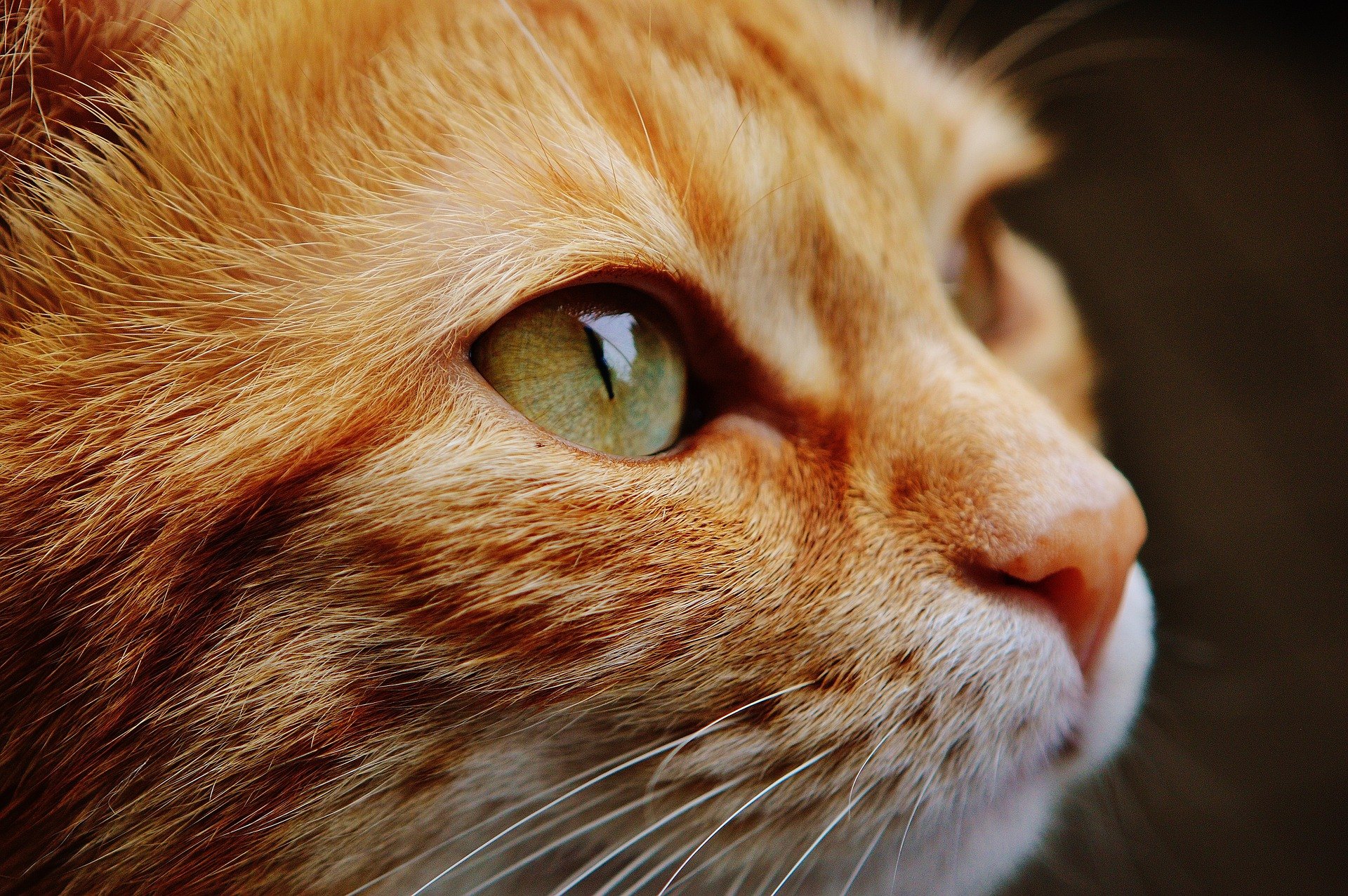 Mačka síce dokáže rozlíšiť len malú škálu farieb, ale dokáže dobre aj v takmer úplnej tme. Svet očami mačky je modrý, fialový a zelený.