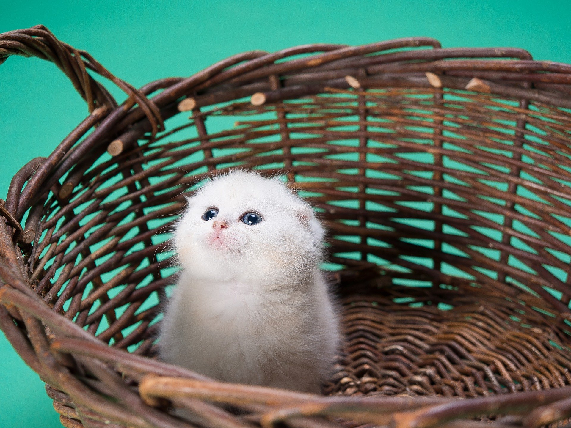 Mačacia výbavička sa skladá z vecí, ktoré sú určené ako pre pohodlie domáceho miláčika, tak aj majiteľa.