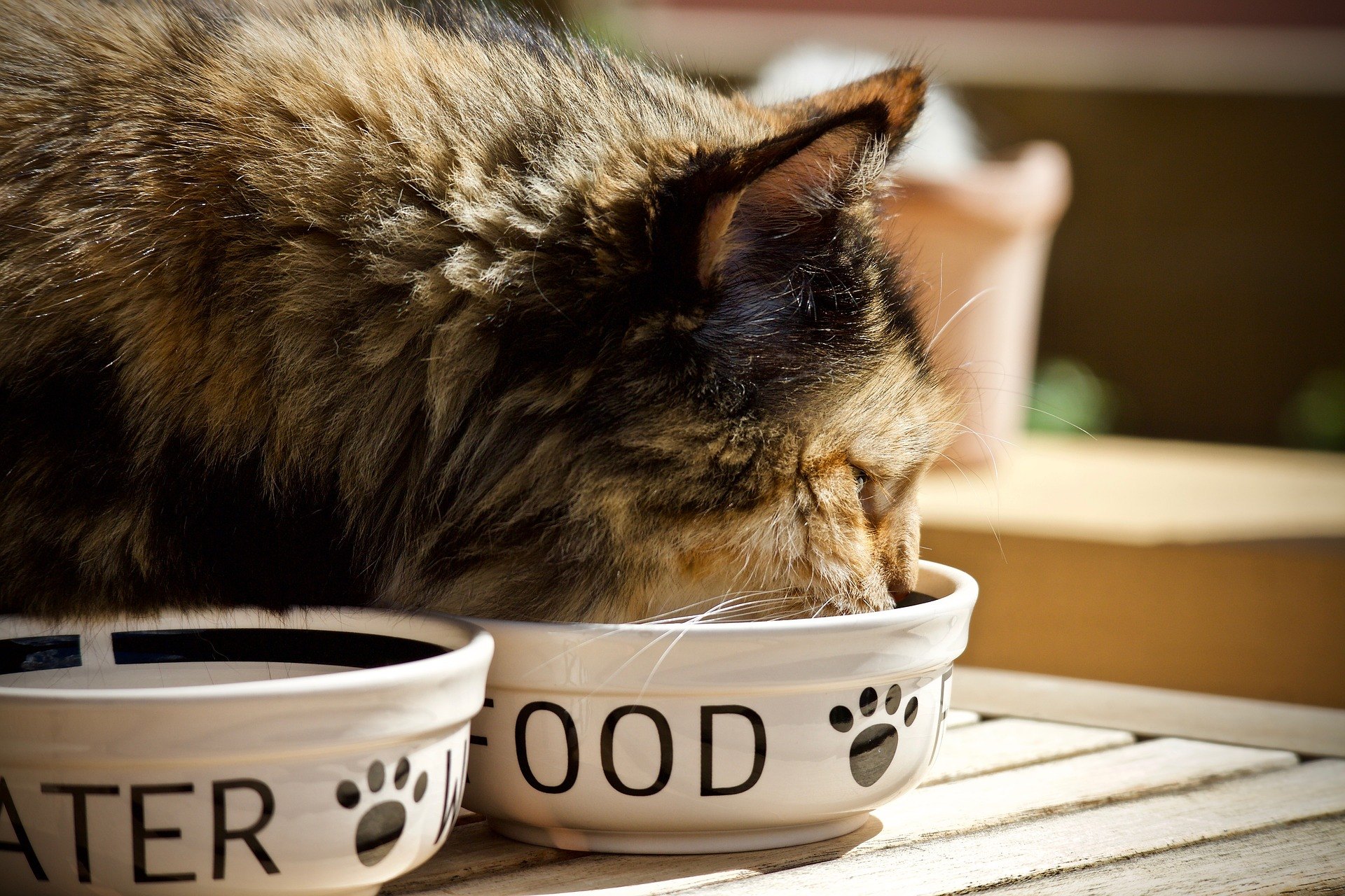 Ako kŕmiť mačku? Odpoveď na túto otázku hľadá mnoho majiteľov. Výživa musí zodpovedať veku.