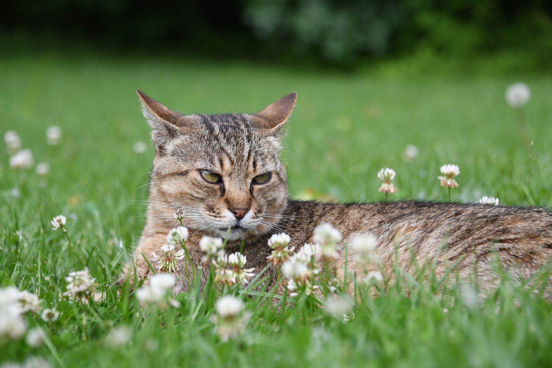 Agresívna mačka je skutočný problém. Je dobré navštíviť veterinára alebo behavioristu, ktorí vám pomôžu zmierniť zlé správanie.