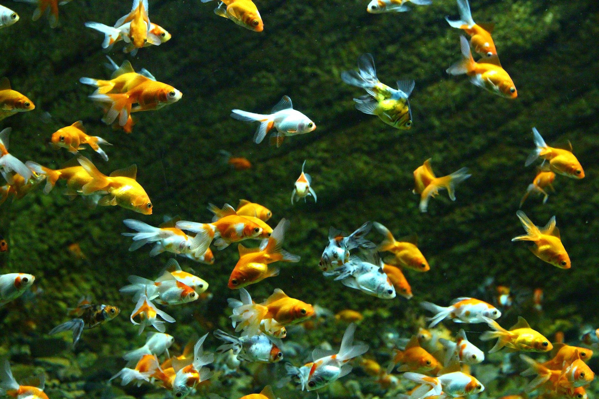 Ryby v jazierku urobia tento záhradný ornament ešte atraktívnejším. Medzi bežné druhy patrí lopatka dúhová a jalec zlatý.