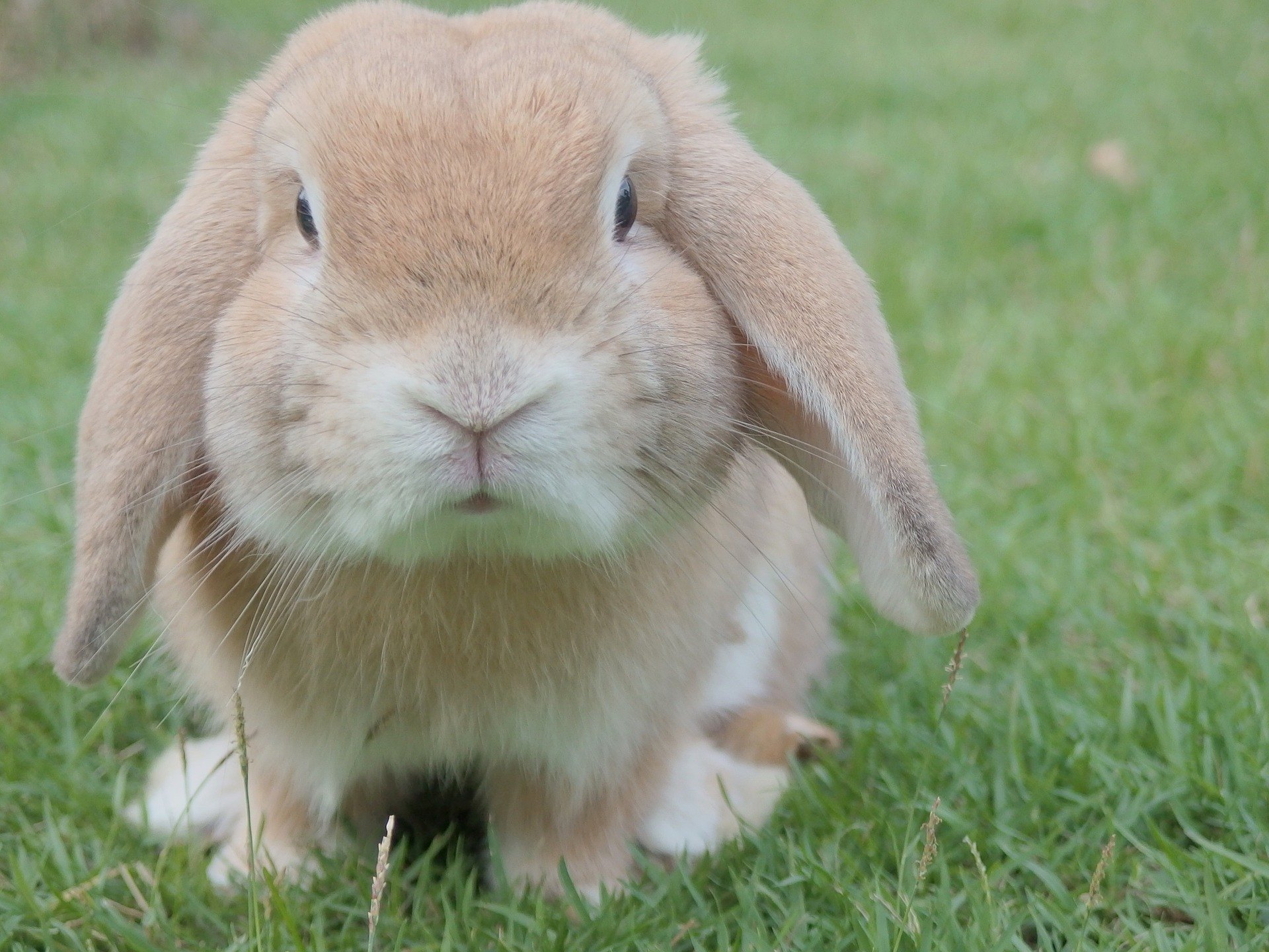 Všetko, čo potrebujete vedieť o týchto roztomilých králikoch.