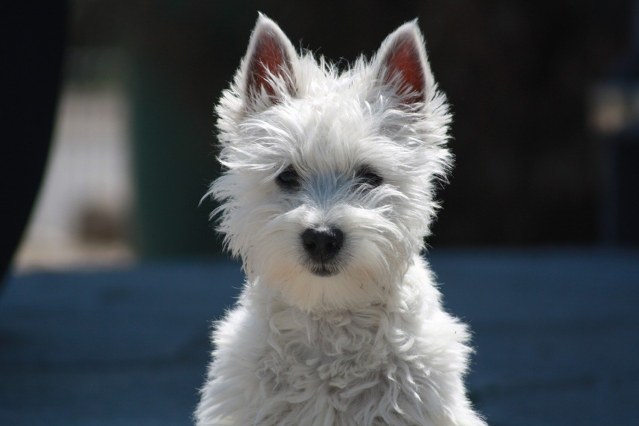 Najdôležitejšie informácie o povahe, výžive, starostlivosti a zdraví plemena White Terrier.