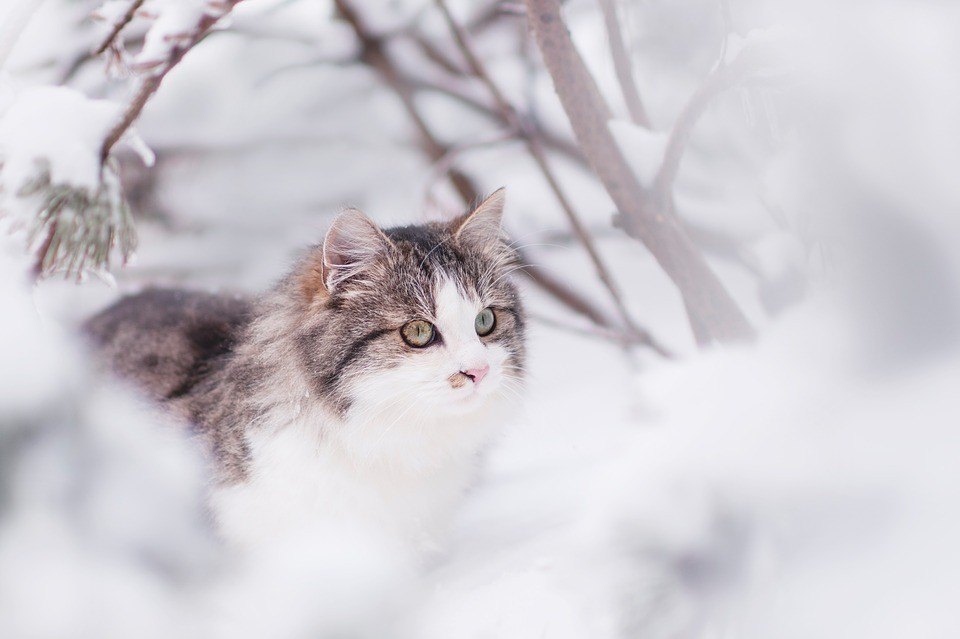 Na čo by mali majitelia vychádzajúcich mačiek dávať pozor v zime?