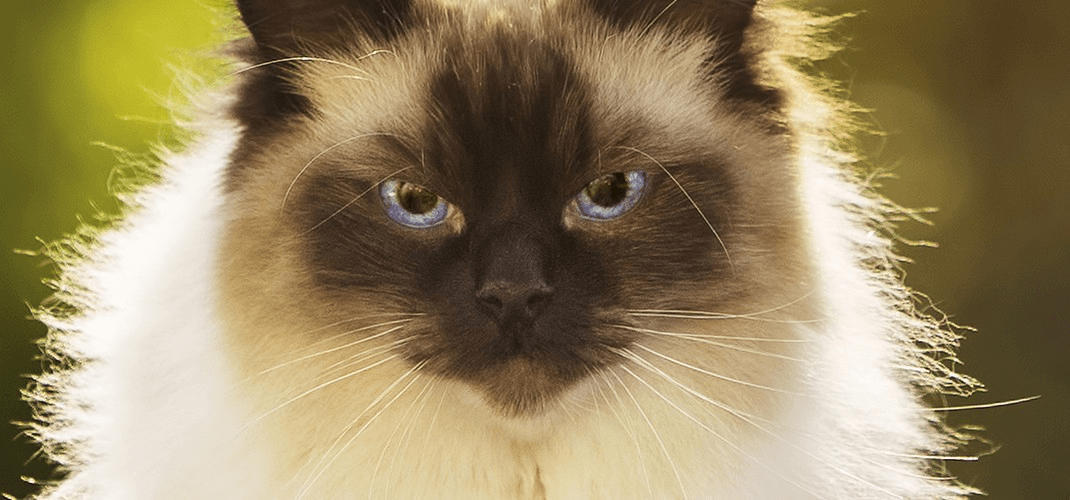 Krásne a hrdé mačky s očarujúcimi očami.