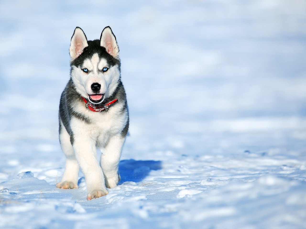 Najdôležitejšie informácie o povahe, výžive, starostlivosti a zdraví plemena psa Husky.