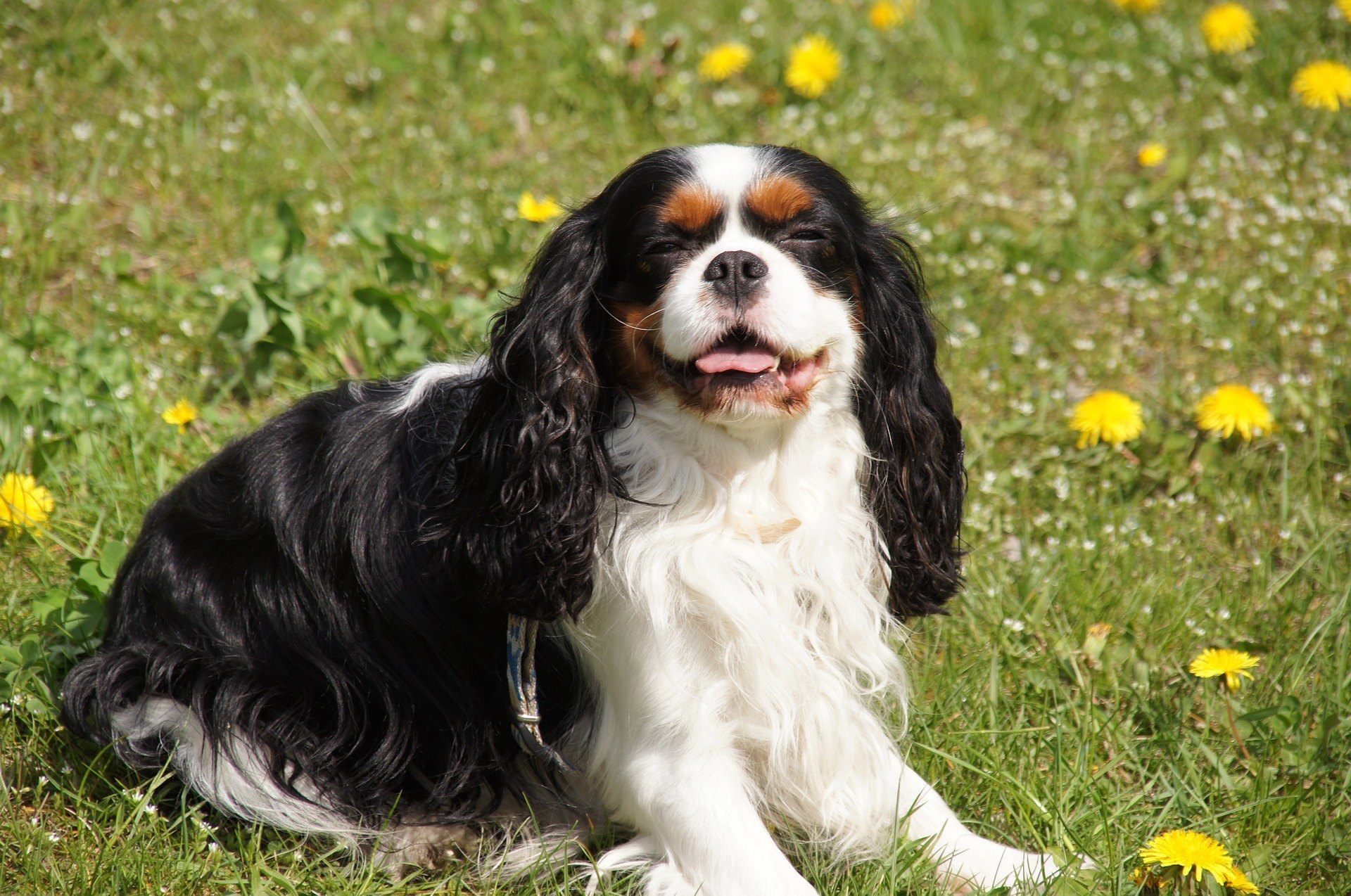 Najdôležitejšie informácie o charaktere, výžive, starostlivosti a zdraví plemena Cavalier King Charles Španiel.