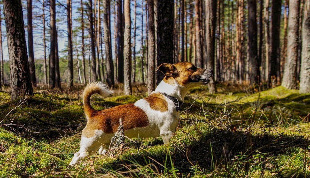 Aktívna, tvrdohlavá, veselá a živá povaha - aký ešte je Jack Russel Teriér?