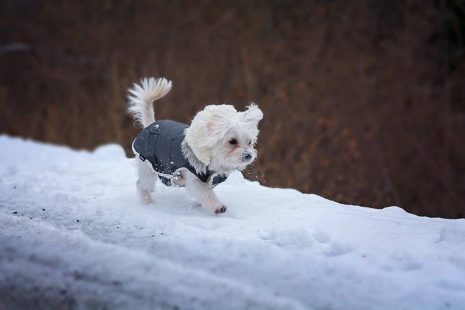 Ľad, sneh a nízke teploty nie sú vhodné na prechádzku so psom.
