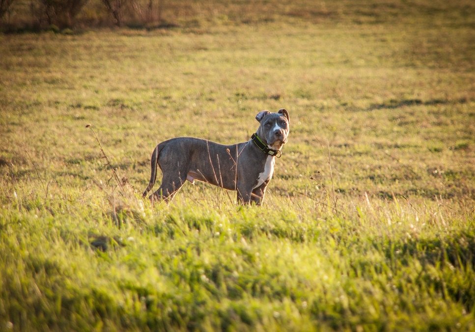 Amstaff povaha, zdravie a starostlivosť.