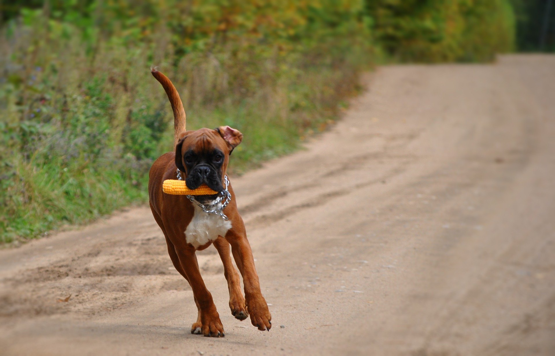 Boxer je plemeno, ktoré patrí do molosoidnej skupiny  typu Doga.