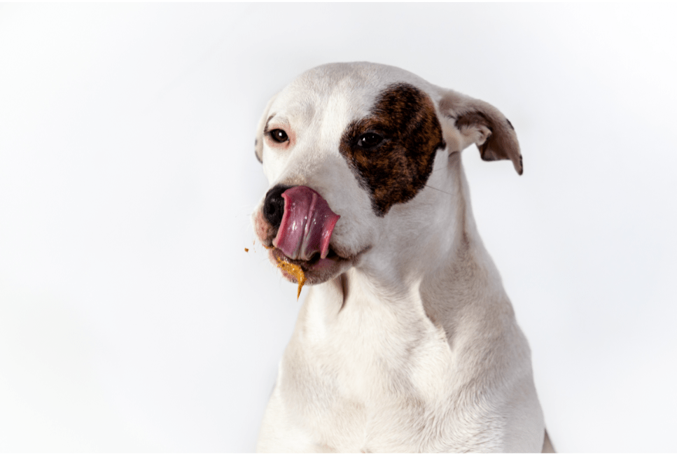 Šteňatá a dospelé psy – rozdiely vo výžive. Prečo kŕmiť psy krmivom zodpovedajúcemu veku?