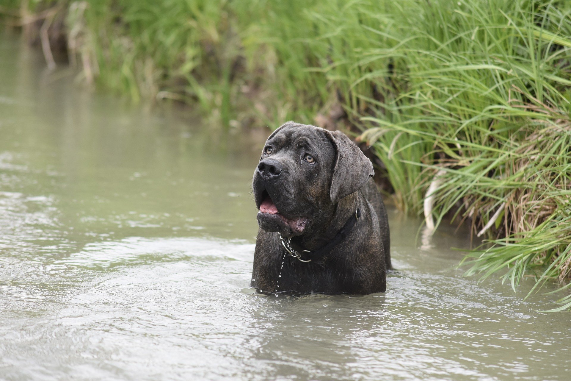 Cane corso je strážny, strážny, stopovací a policajný pes. Napriek svojej veľkej veľkosti má mimoriadne jemnú a vernú povahu.