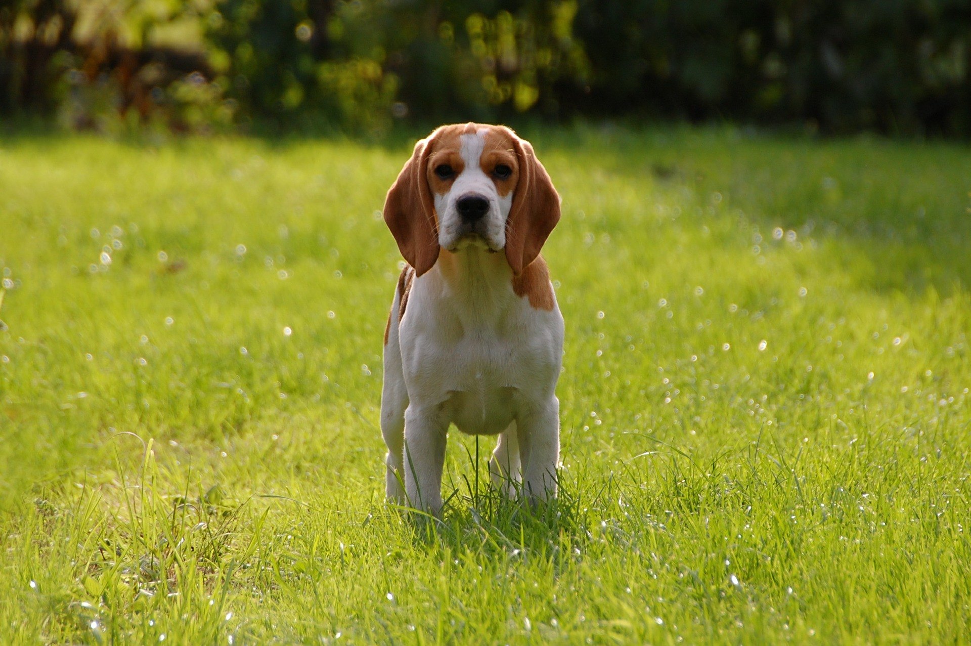Beagle - najdôležitejšie informácie o plemene