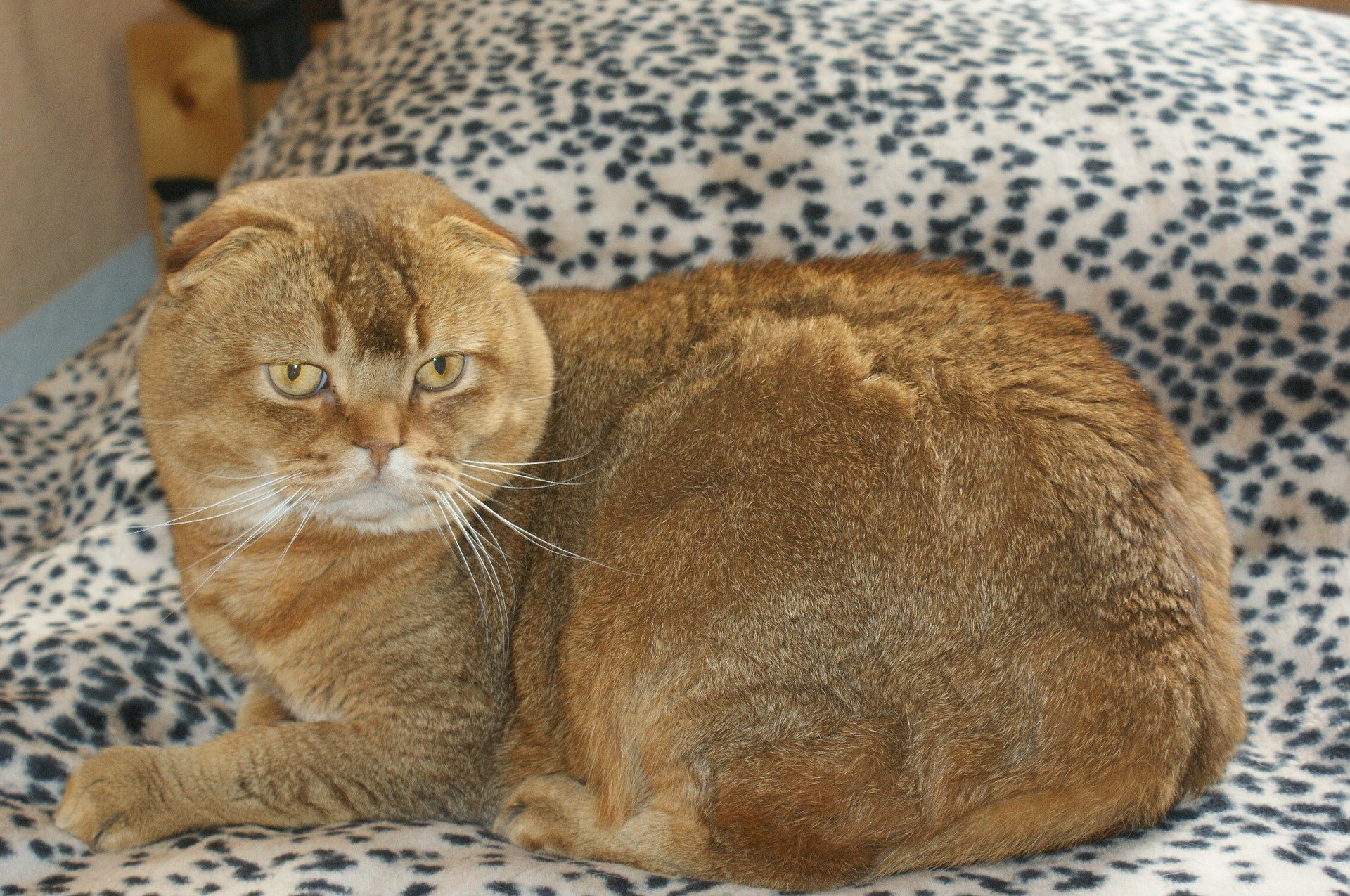Škótska klapouchá mačka je stredne veľká a má neobvyklé uši. Sú malé, zaoblené a umiestnené ďaleko od seba.