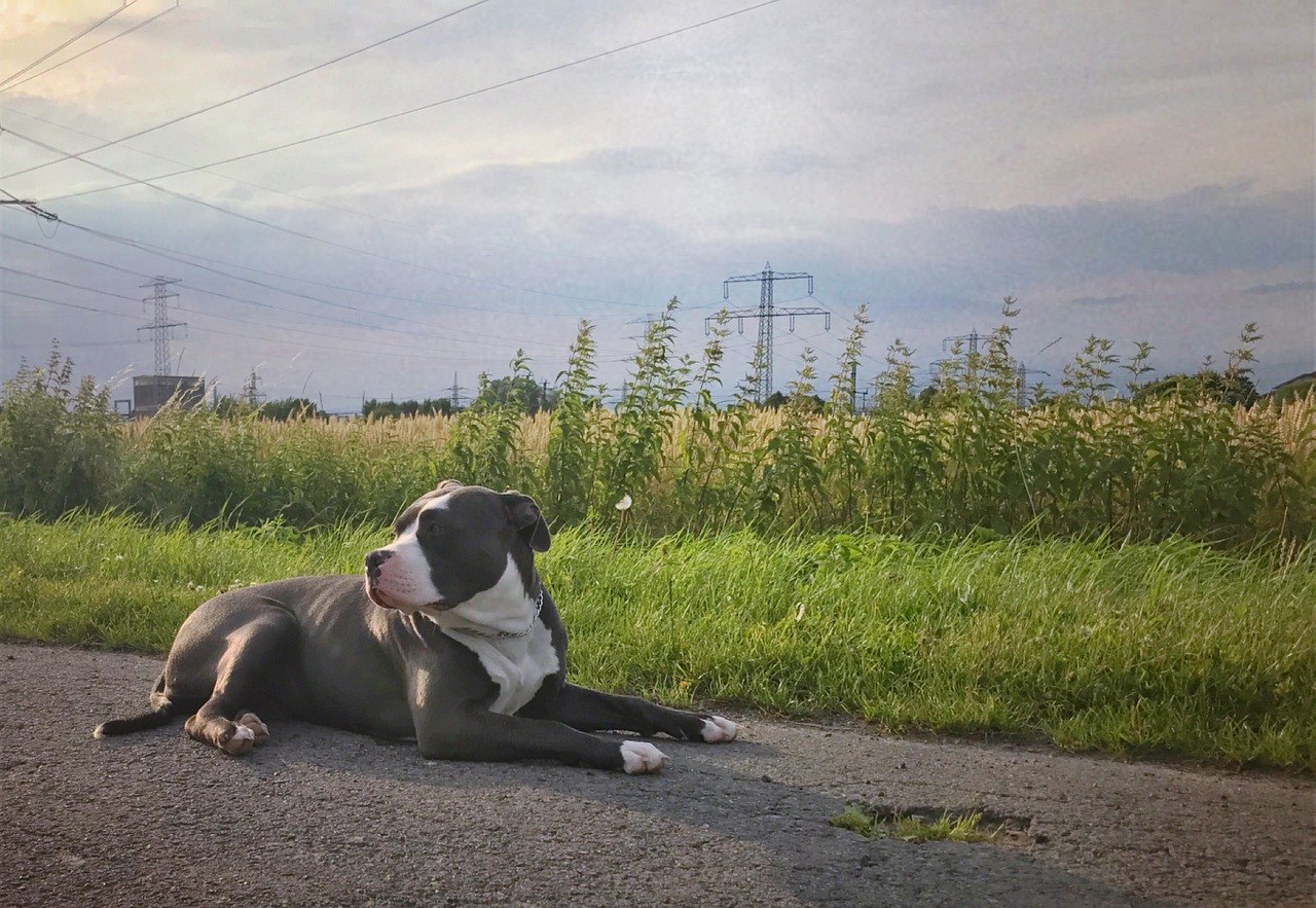 American Bully je drsne vyzerajúci pes. Je svalnatý, ale rodinný a pokojný.