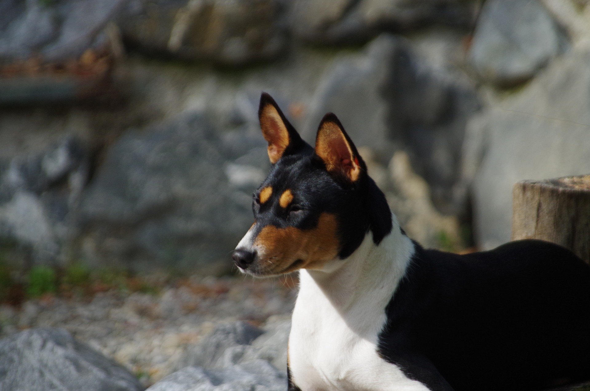 Basenji je pes pôvodom z Afriky. Má vysoko vyvinutý lovecký inštinkt. Je veľmi citlivý a rád sa hrá.