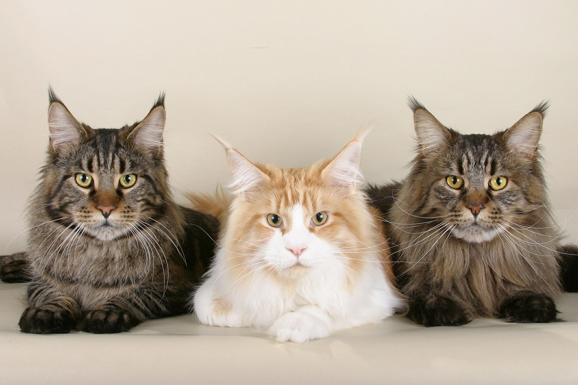 Jedna z najväčších domácich mačiek, mainská mývalia mačka, má veľa obdivovateľov.