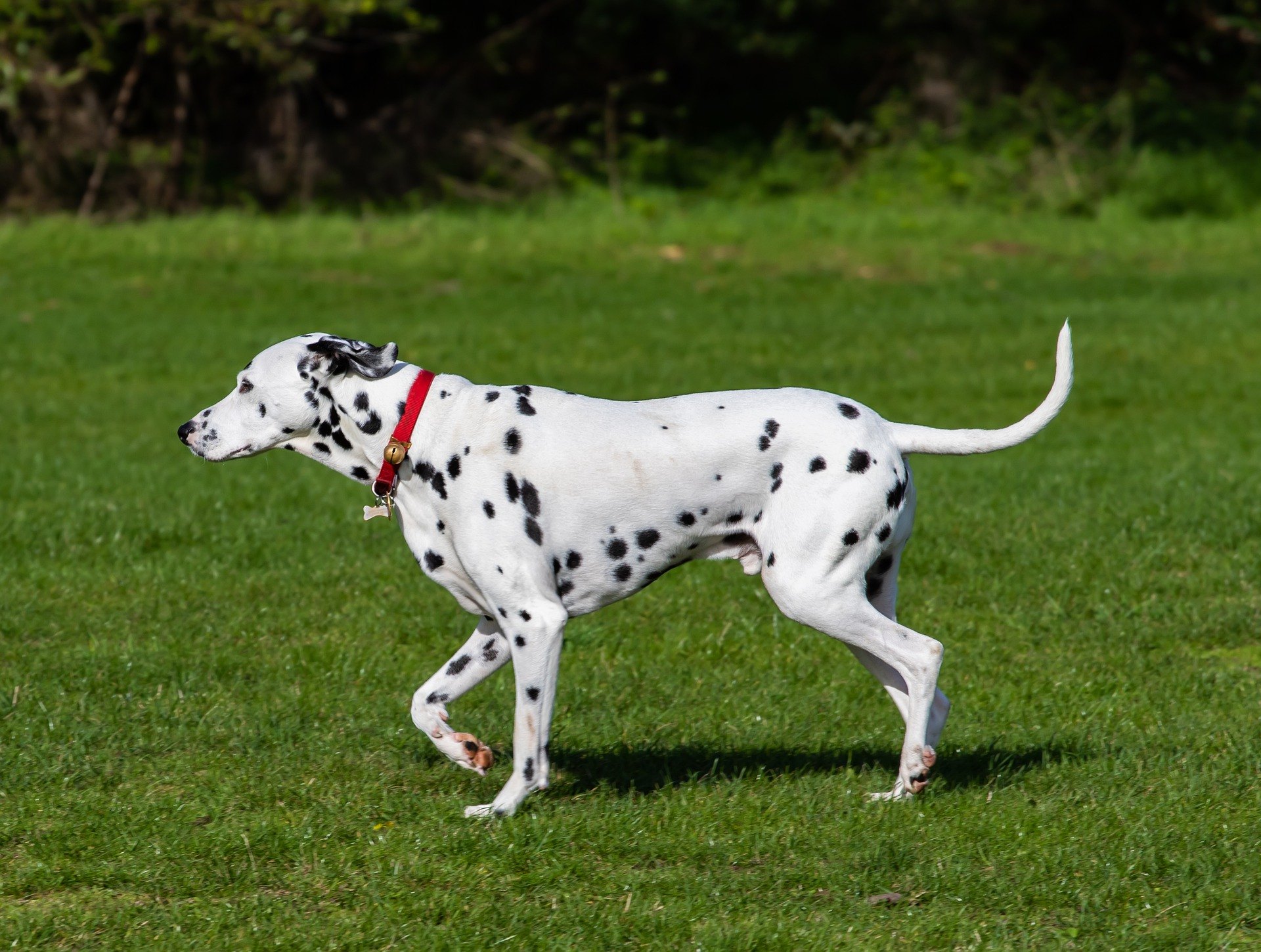 Dalmatín je známy svojou veľmi zaujímavým sfarbením. Je to energický, spoločenský, odvážny, prítulný a pohotový pes.