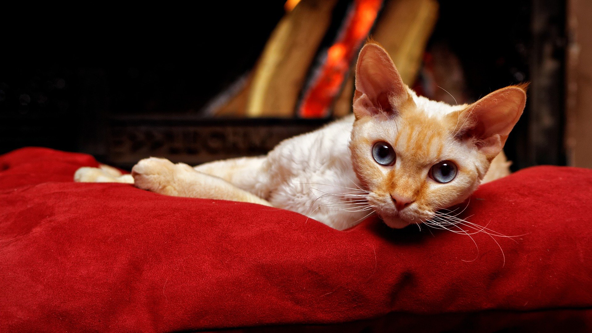 Devon rex sú mačky s veľmi zaujímavým vzhľadom. Milujú sa maznať a prejavujú veľkú inteligenciu.