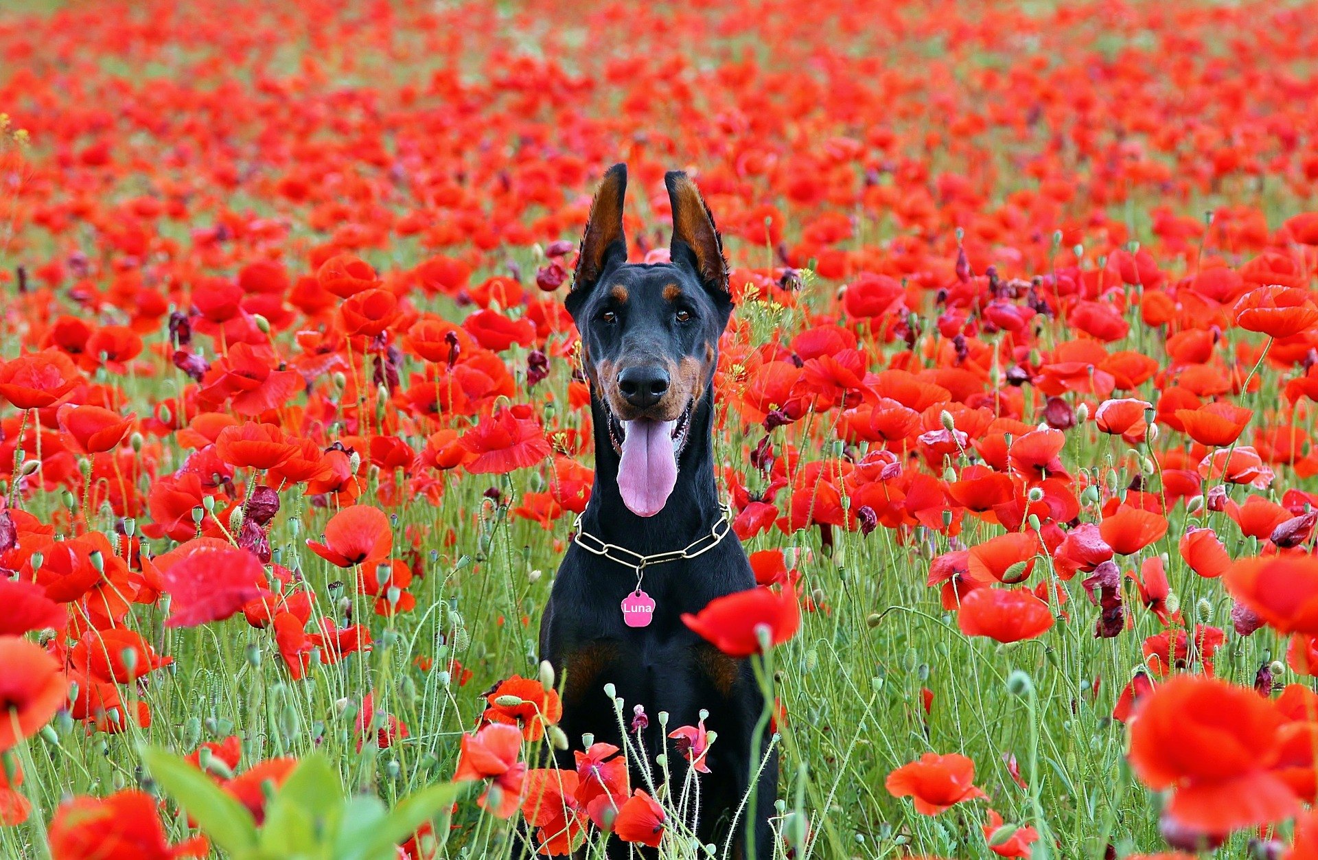 Doberman je veľký, silný, dobre osvalený, energický pes a zároveň rodinný a spoločnosť milujúci.