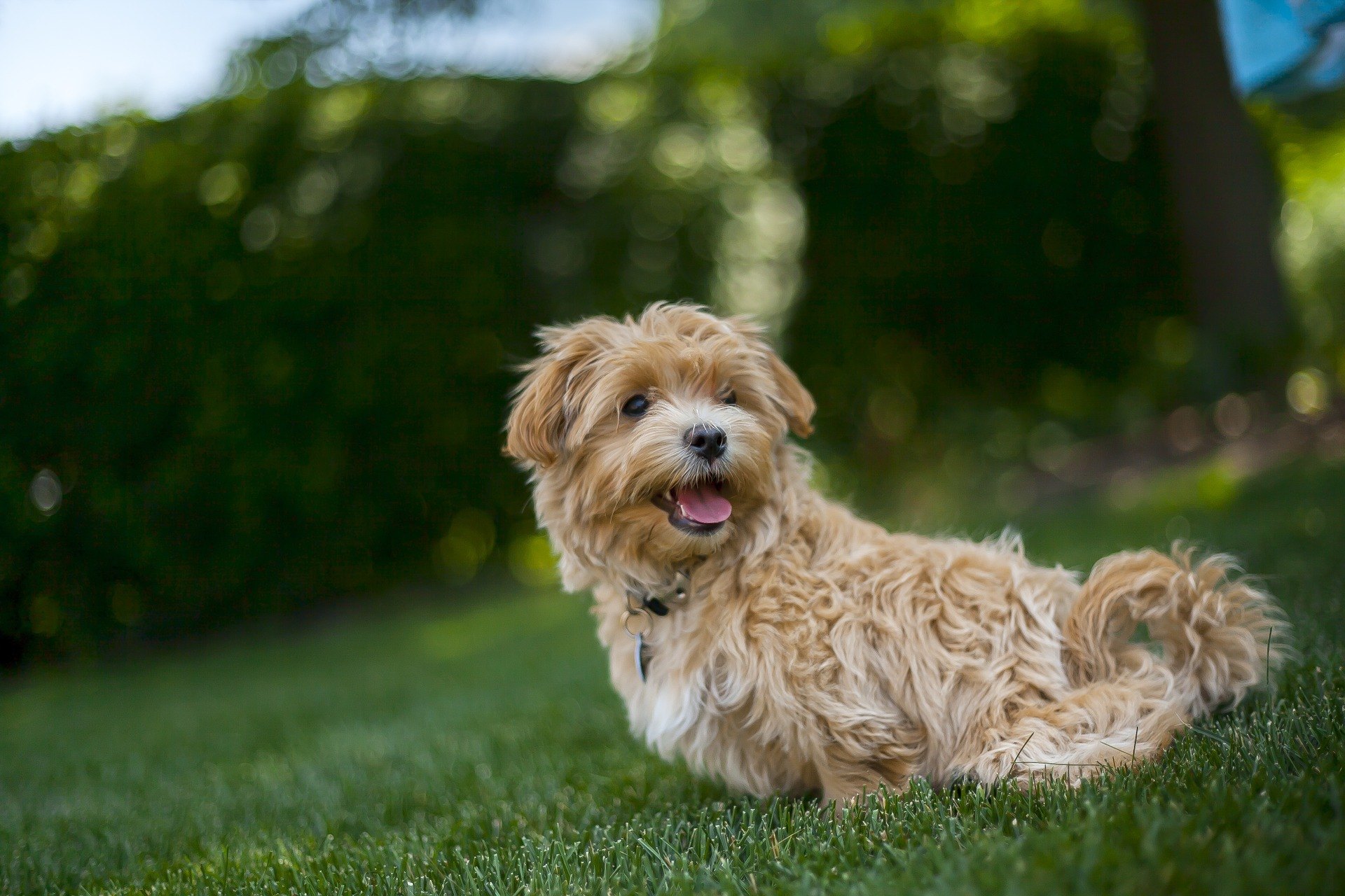 Maltipoo je pes, ktorý vyzerá ako maskot. Vyžaduje si náležitú starostlivosť, výchovu a ošetrenie.