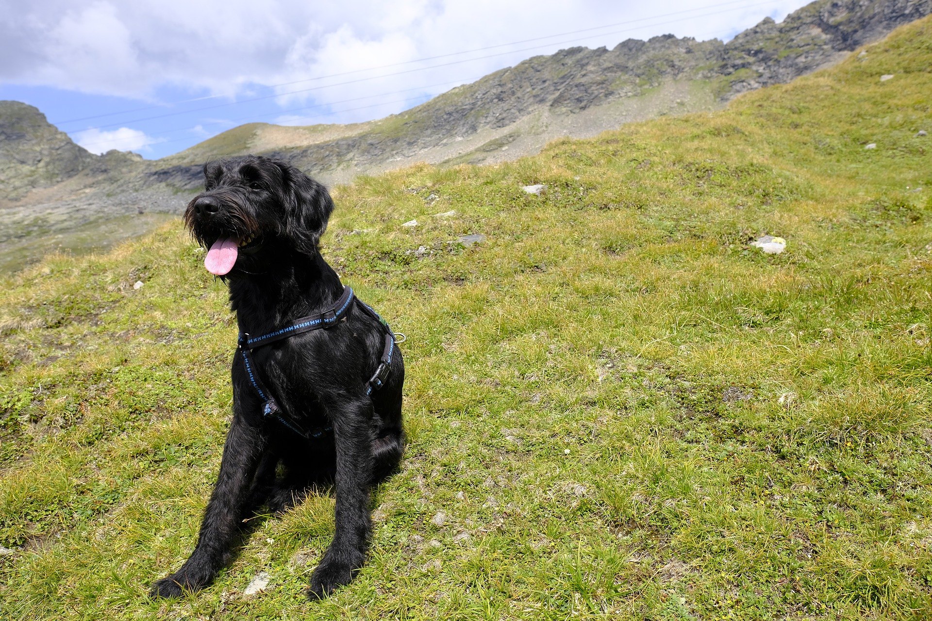 Labradoodle je plemeno vytvorené kombináciou génov labradorského retrievera a pudla. Tieto psy sú veselé, spoločenské, radi sa hrajú.