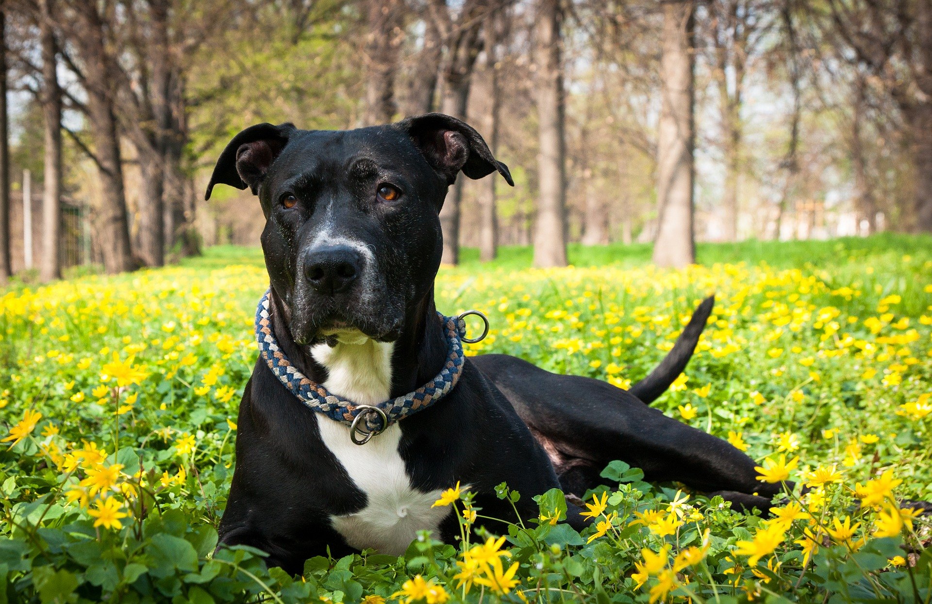 Americký pitbulteriér, napriek tomu, že sa používal na psie zápasy, sa vyznačuje veľkou citlivosťou a nehou.