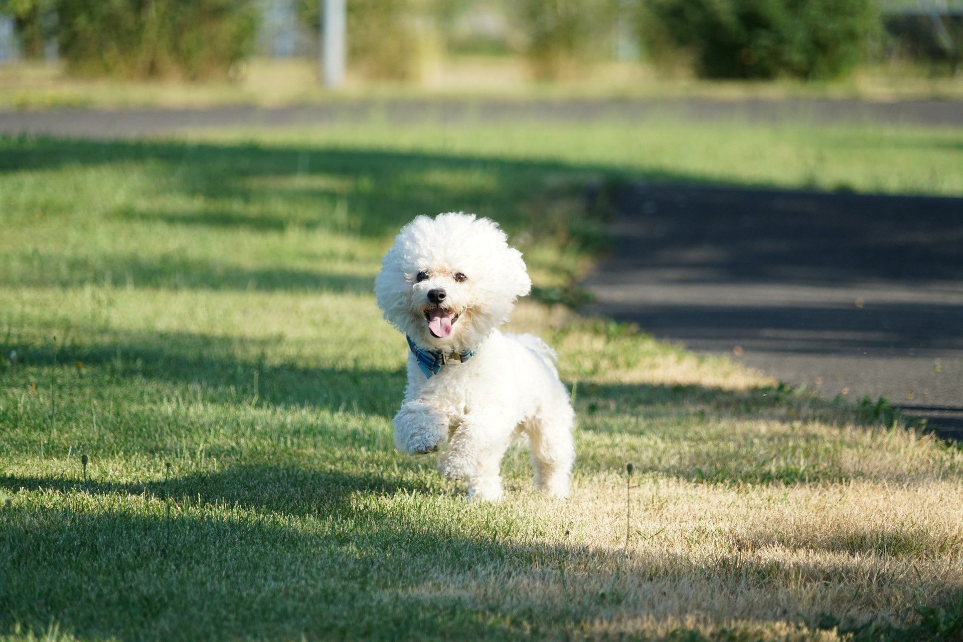 Bichon Frisé je nádherný snehobiely malý pes. Sú prítulní, živí a spoločenskí. Ideálny pre rodiny s deťmi.