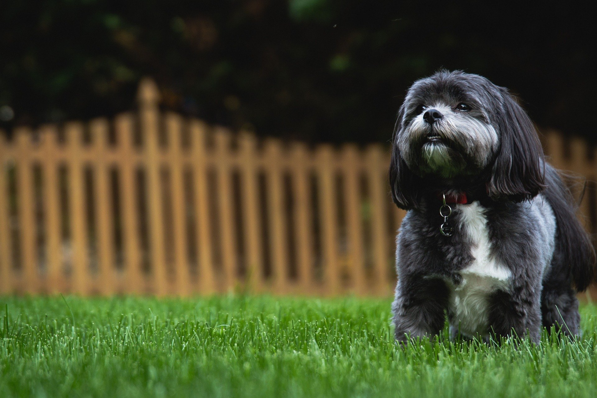 Shih tzu je malý pes, ale veľmi spoločenský, priateľský, s mimoriadne šťastnou povahou.