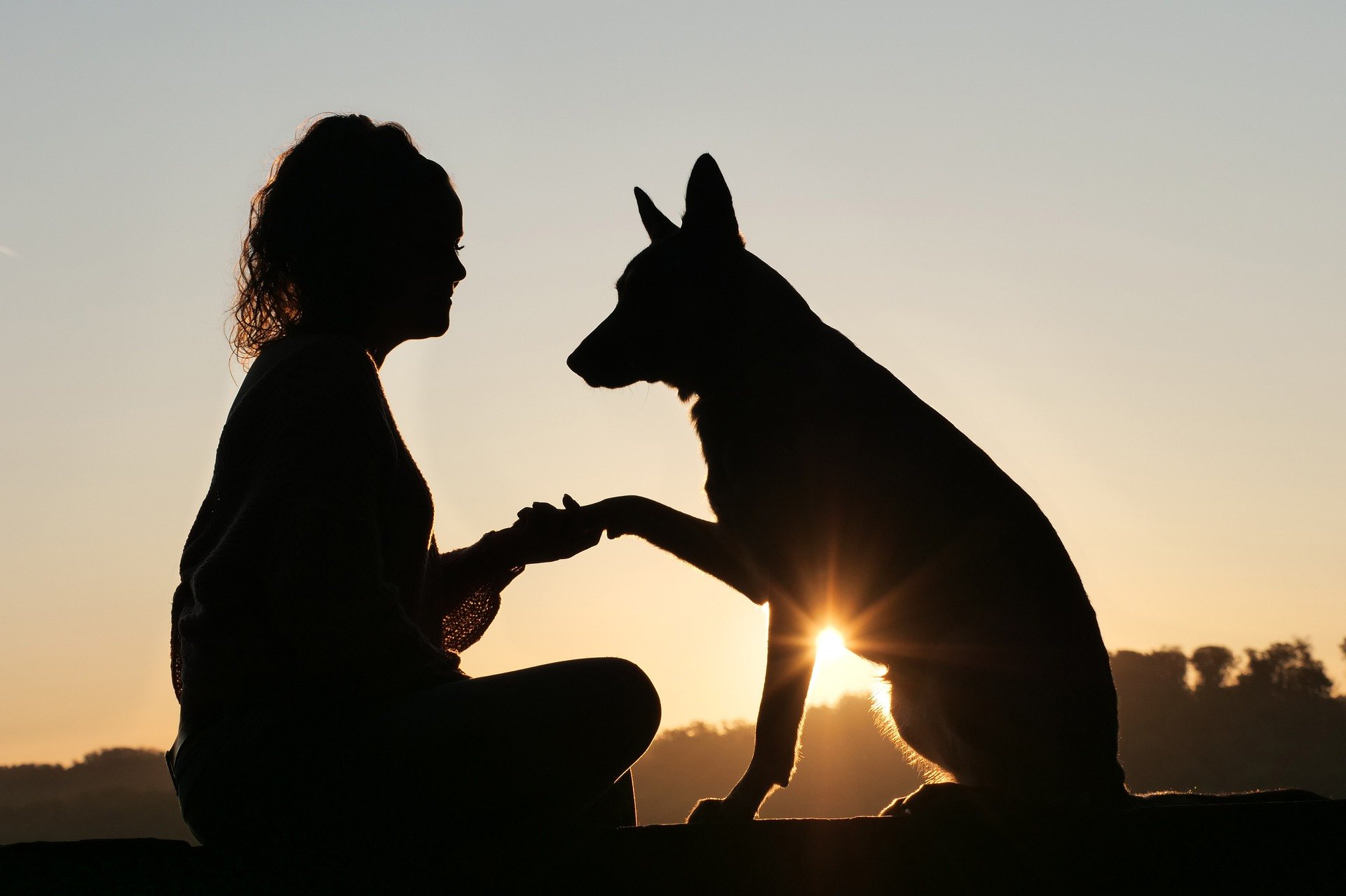 Puto, ktoré sa môže medzi psom a človekom vytvoriť môže byť obrovsky silné, je však k tomu potrebná obojstranná dôvera. Viete, ako váš pes prejavuje dôveru?