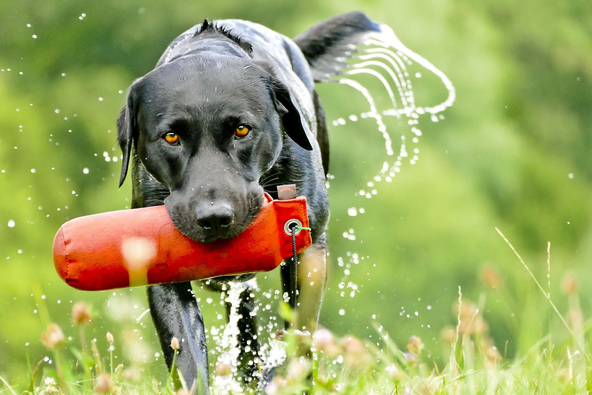 Lovecký pes je štvornožec, ktorý po predchádzajúcom výcviku plní funkciu poľovníckeho pomocníka.