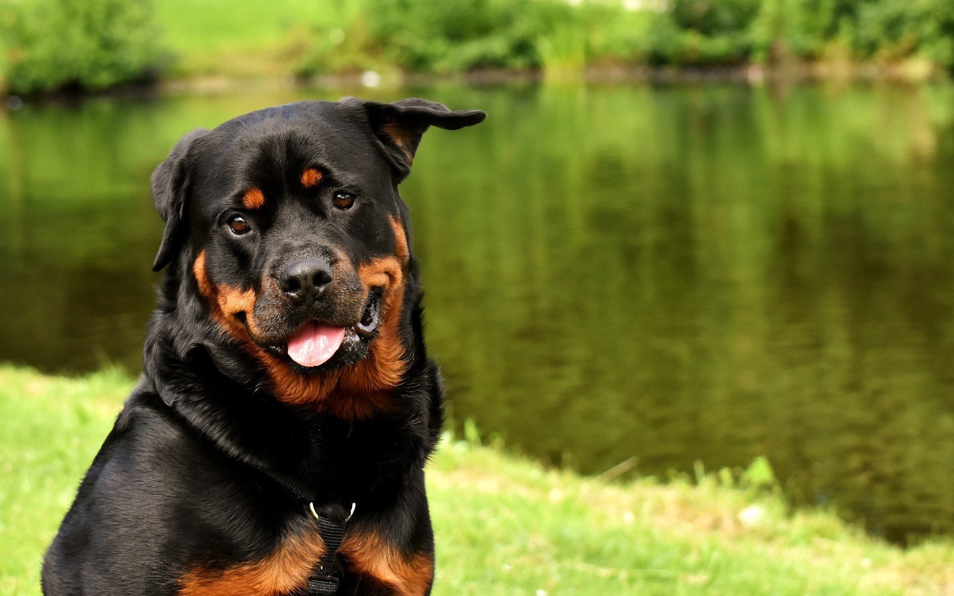Rotvajler je pevný čierny pes s hrdzavými znakmi. Zle pripravení môžu byť agresívni.