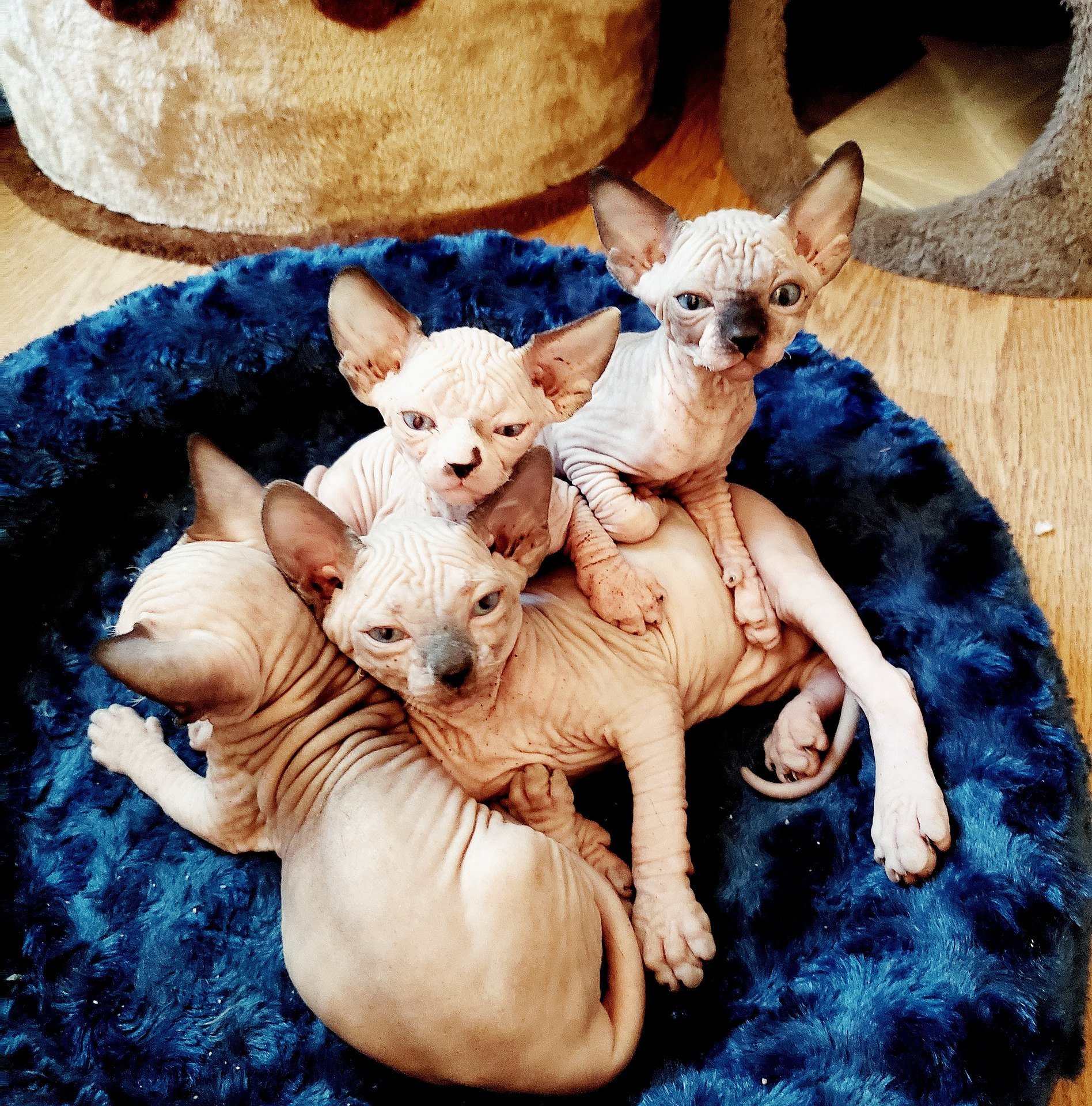 Mačka Sphynx je známa tým, že nemá vlasy. Pre jeho vzhľad sú charakteristické aj početné kožné záhyby a veľké uši.