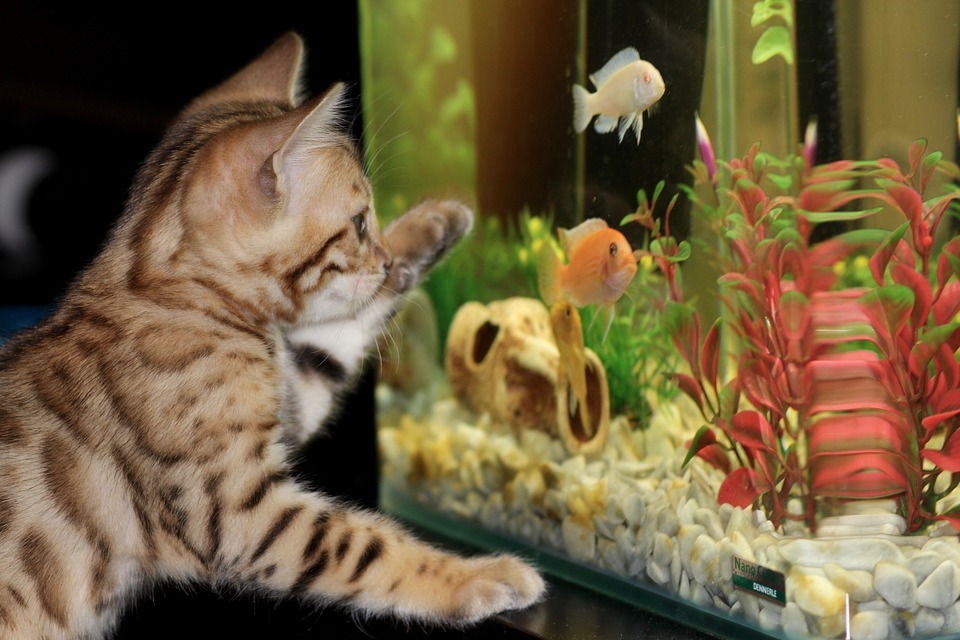 Mačka sa pozerá na akvárium