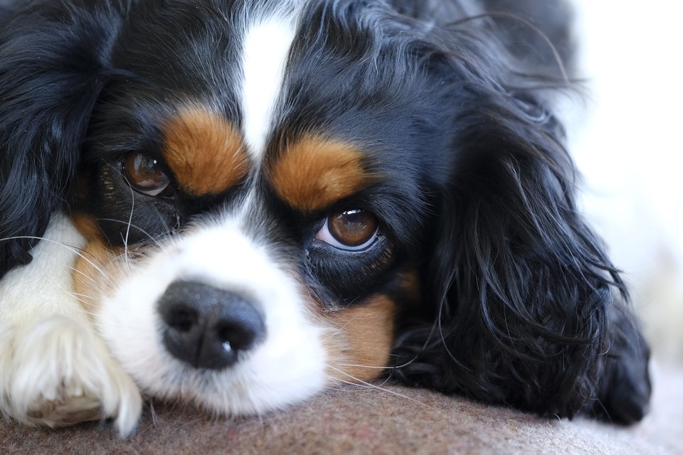 Cavalier King Charles Spaniel je rozkošný pes s veľkými, mierne vypoulenými očami.