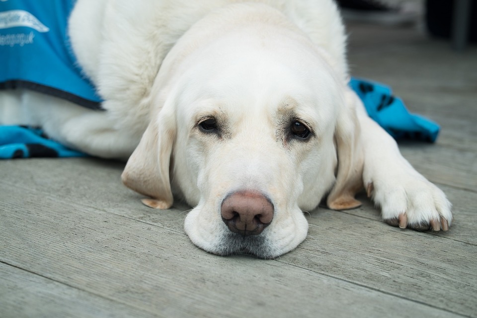 Labrador krémovej farby leží na deke a smutne pozerá do diaľky.
