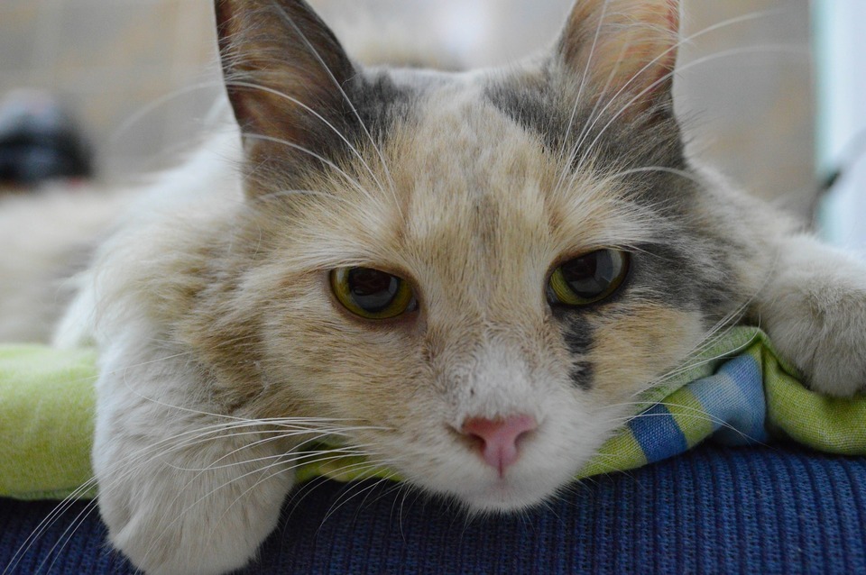 Chorá mačka leží v ordinácii veterinára. Vidíte jej smutné, ale krásne oči.