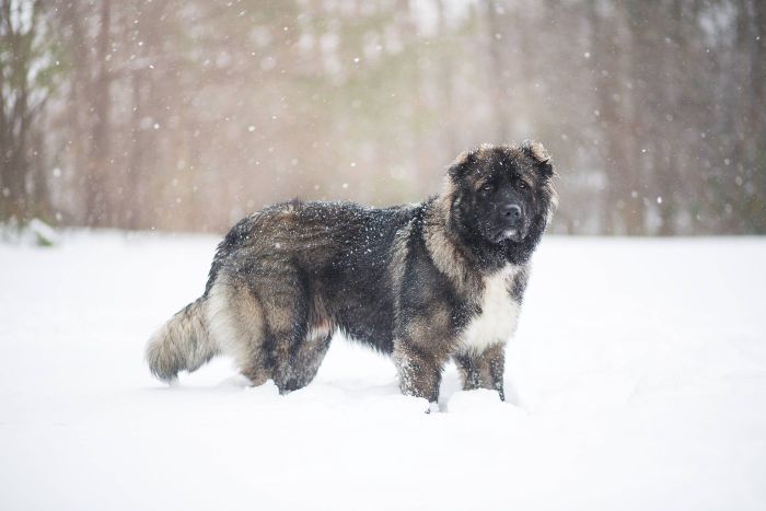 Kavkazan je veľmi vytrvalý pes odolný voči nízkym teplotám. Miluje horskej oblasti