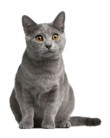 FITMIN cat for life pouch adult chicken 85 g