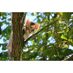 Majiteľa môže vystrašiť pohľad na vašu vlastnú mačku na strome. Riešením problému však zvyčajne je zostať pokojný.
