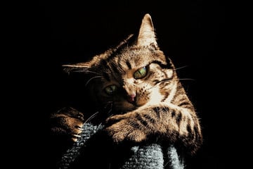 Uhryznutie mačky nikdy nesmiete podceňovať - ​​môže sa stať príčinou vážnej infekcie, ktorá si vyžaduje hospitalizáciu.