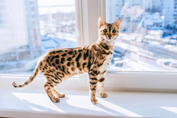 Bengálska mačka je kombináciou elegancie a ladnosti. Jej jedinečný vzhľad a veľké množstvo energie si zaslúžia pozornosť.