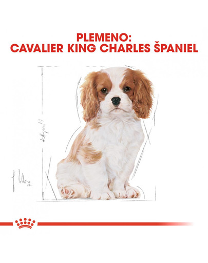 ROYAL CANIN Cavalier King Charles Puppy 1,5 kg granule pre šteňa gavalieršpaniela