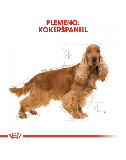 ROYAL CANIN Cocker adult 2 x 12 kg granule pre dospelého kokeršpaniela