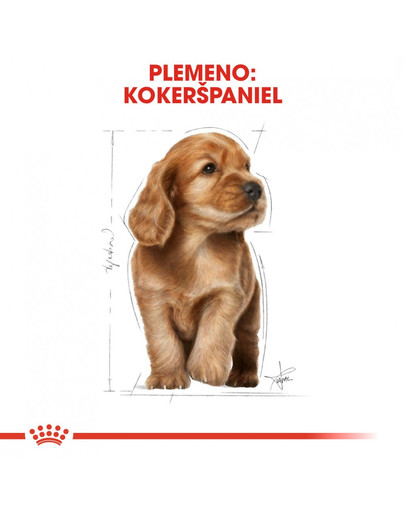 ROYAL CANIN Cocker Puppy 3 kg granule pre šteňa kokeršpaniela
