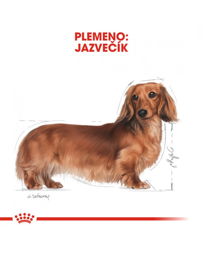 ROYAL CANIN Dachshund Adult 7,5 kg granule pre dospelého jazvečíka