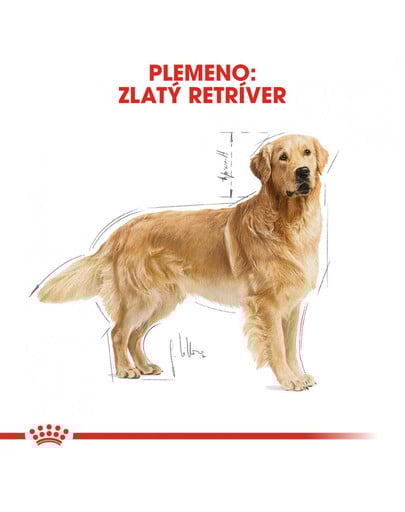 ROYAL CANIN Golden Retriever Adult 2 x12 kg granule pre dospelého zlatého retrievera