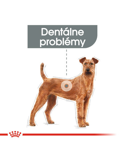 ROYAL CANIN Medium dental care 10 kg
